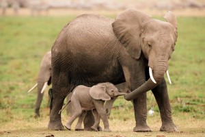 Mom-and-baby-elephants-holding-hands-or-trunks