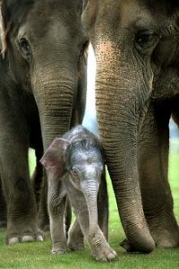 indian elephants image